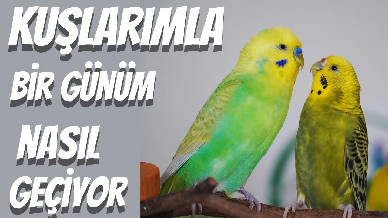 Kuşlarlarımla Bir Günüm Nasıl Geçiyor, Evcil kuşların günlük bakımı