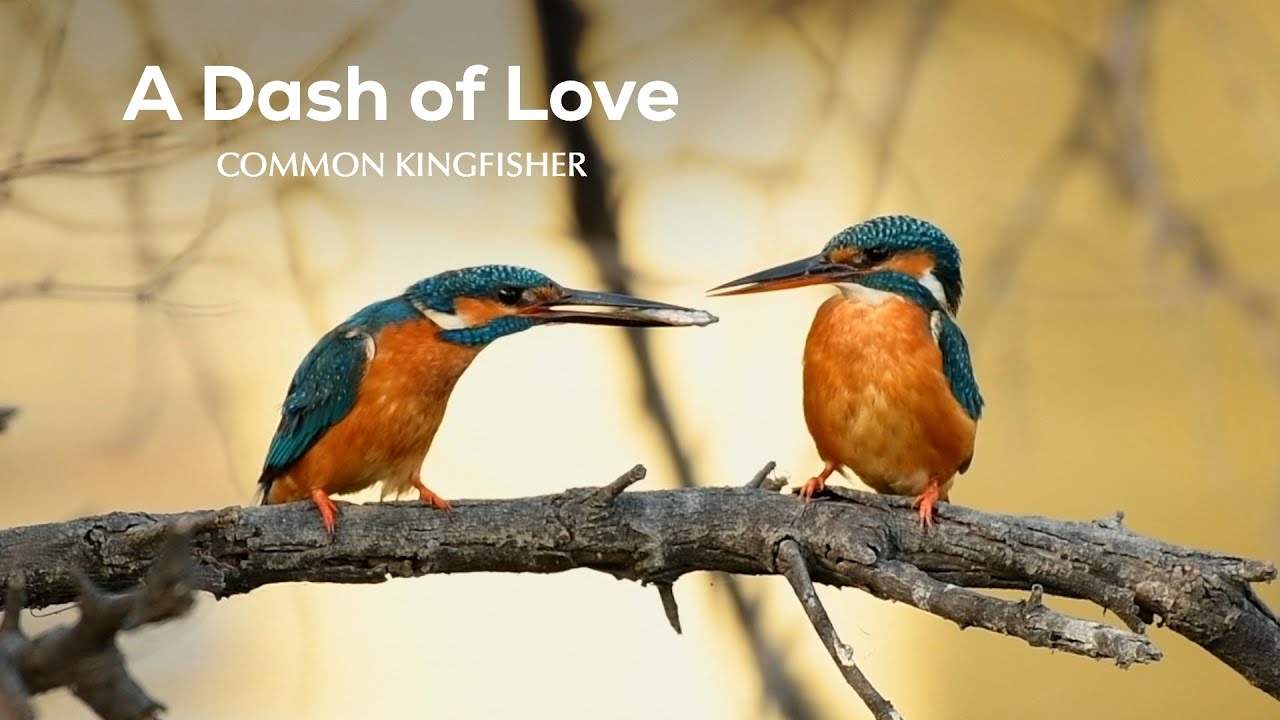 Love in the Air: Common Kingfisher’s Fishy Love Gesture | Bharatpur Sanctuary | @RoundglassSustain​