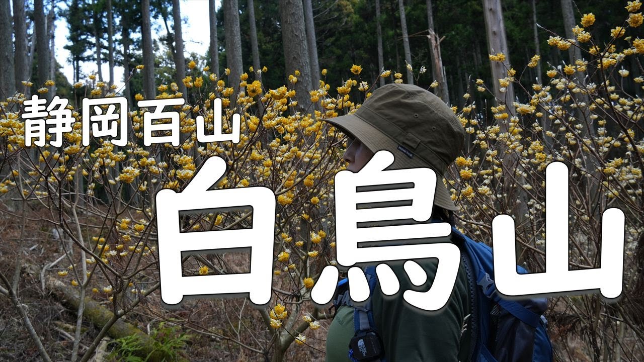 静岡百山２４【 白鳥山 】ミツマタ を見にゆる山登山♪山梨百名山【ふたり登山】静岡県 山梨県