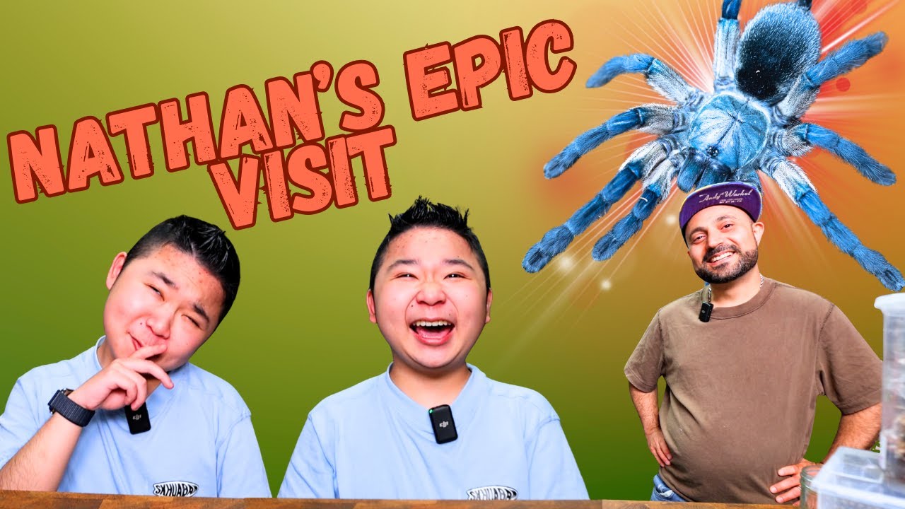Hang out with a bunch of tarantulas!
