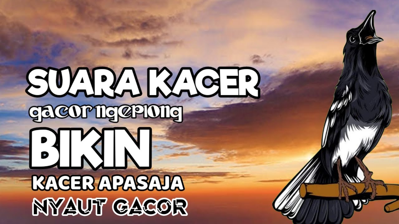 TERAPI AWAL KACER NGEPLONG iNI DIJAMIN BIKIN KACER APASAJA LANGSUNG NYAUT GACOR