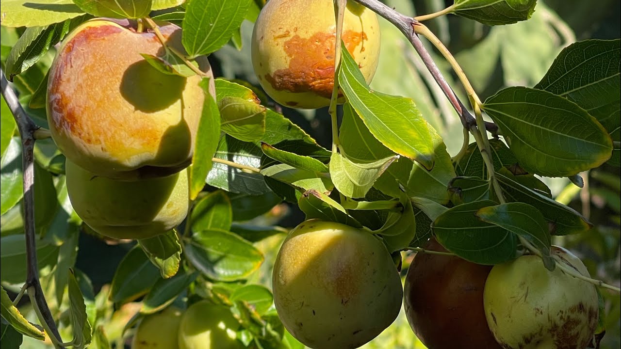 Jujube Fruits for Breakfast at Abah Garden in Las Vegas