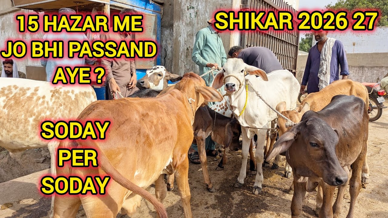 15 Hazar Me Jo Bhi Passand Aye ? ||Bhains Colony Mandi Rates Updates || Shikar 2026 27 || Viral