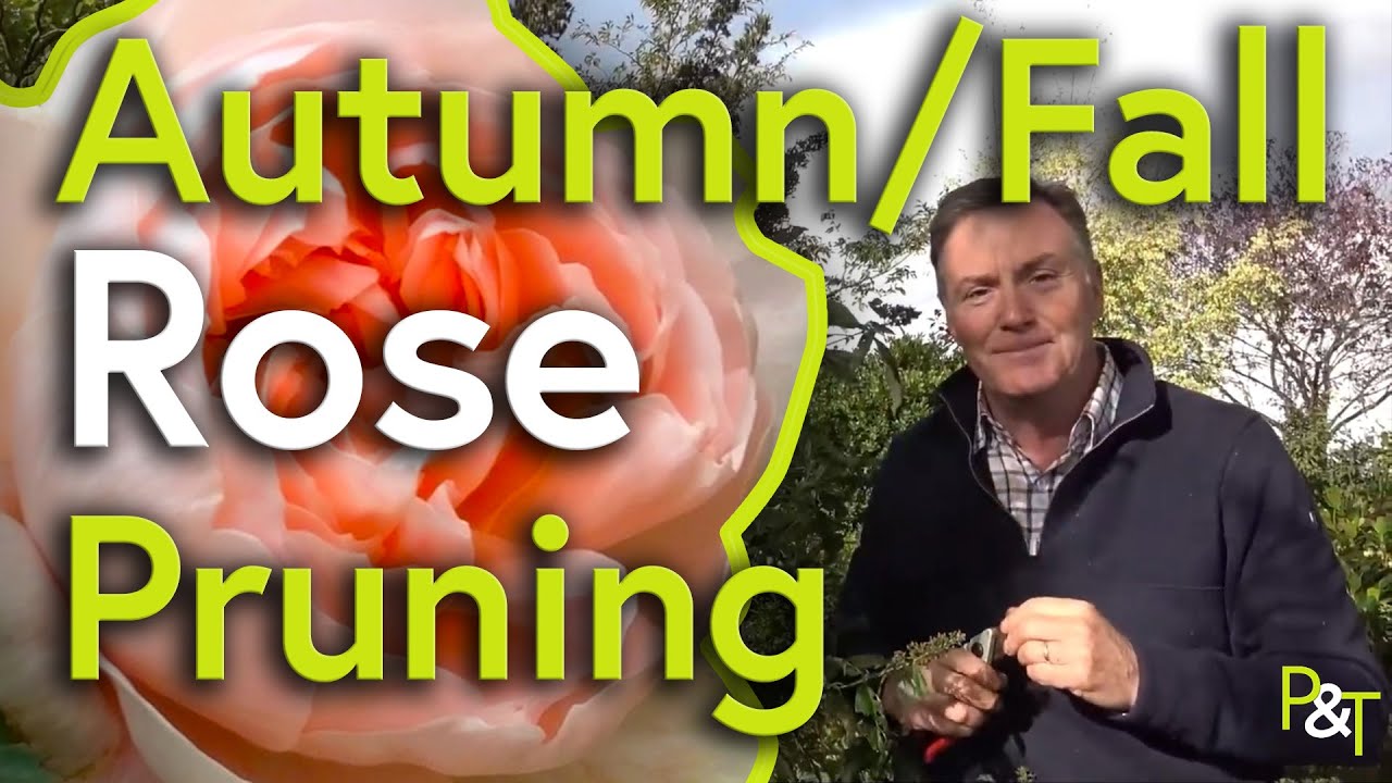 How to Autumn/Fall Prune Roses - Pots & Trowels