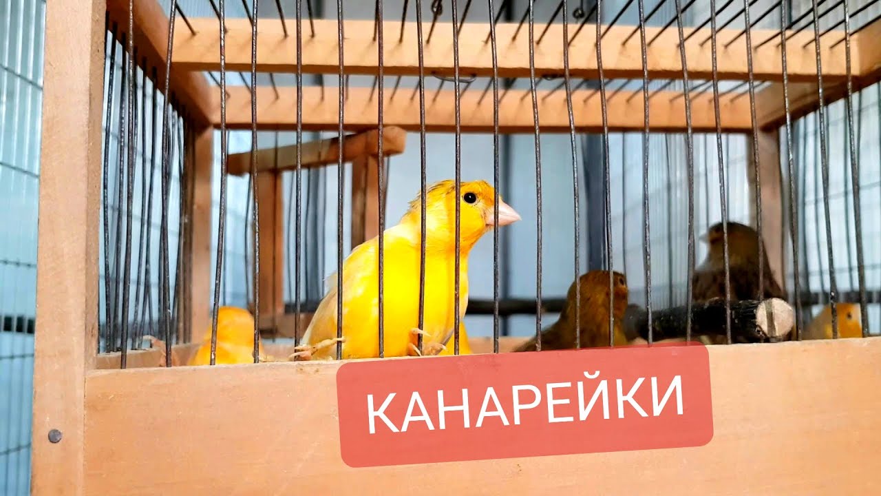 Содержание канареек перед размножением.Полезный совет канароводам.Школа канароводства !