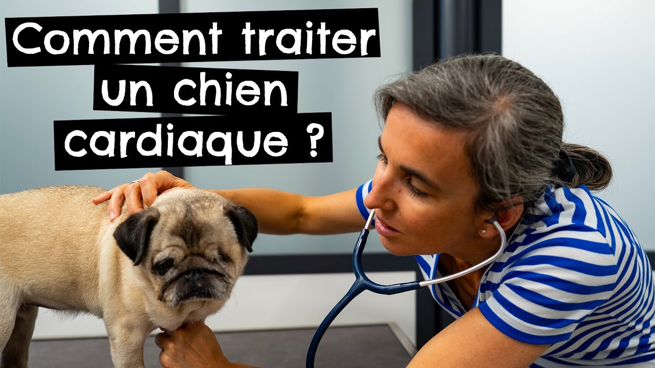 Comment traiter un chien cardiaque ? 🐶