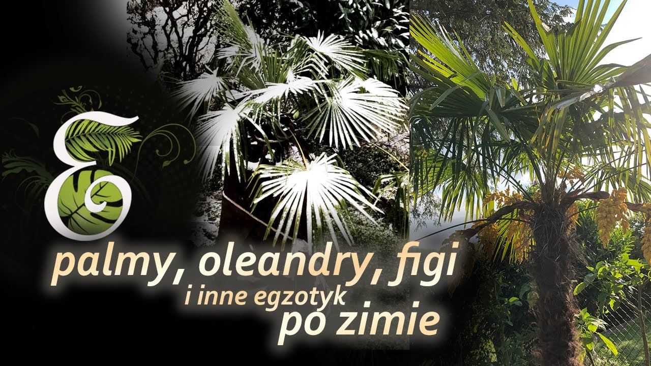 Egzotyki VS Zima: Figa, albicja, palmy, oleander, kuflik czy przetrwały zimę w ogrodzie? Egzotycznie