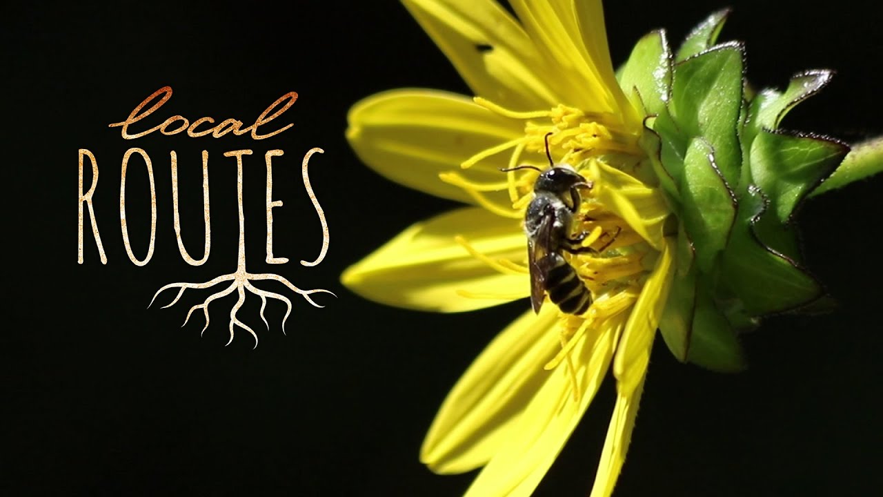 Local Routes: How to Help Native Bees Thrive (Episode 701)