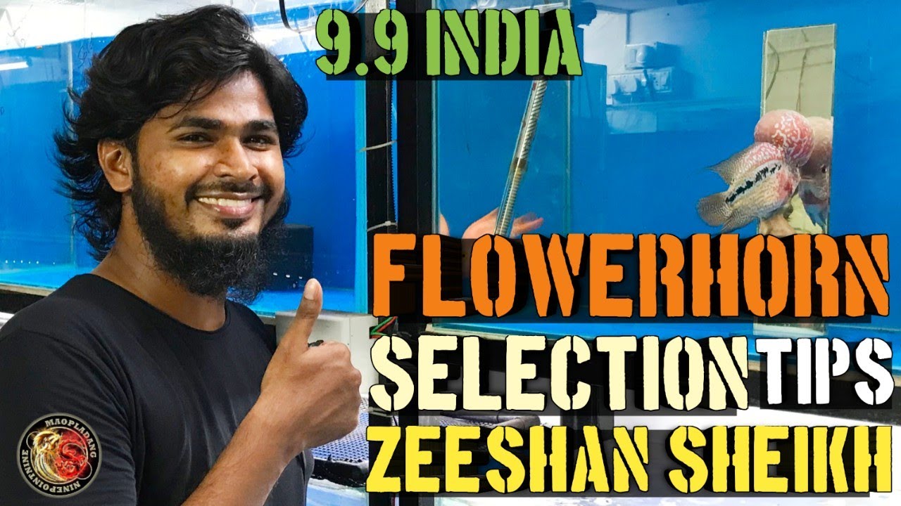 Flowerhorn Grooming Tips | Flowerhorn King Kamfa | Zeeshan Sheikh | Kamfa Flowerhorns | King Kamfa