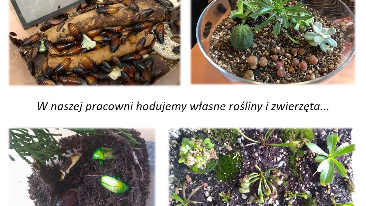 II LO Tczew - FILM PROMUJĄCY SZKOŁĘ
