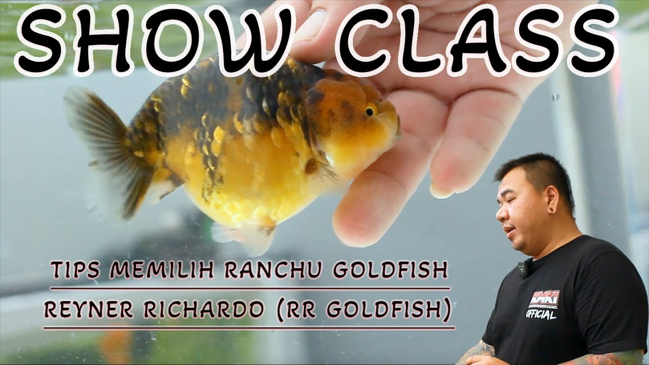 Cara Memilih Ranchu Goldfish yang baik dan Benar.. Tips Sortir Ikan Mas Koki....
