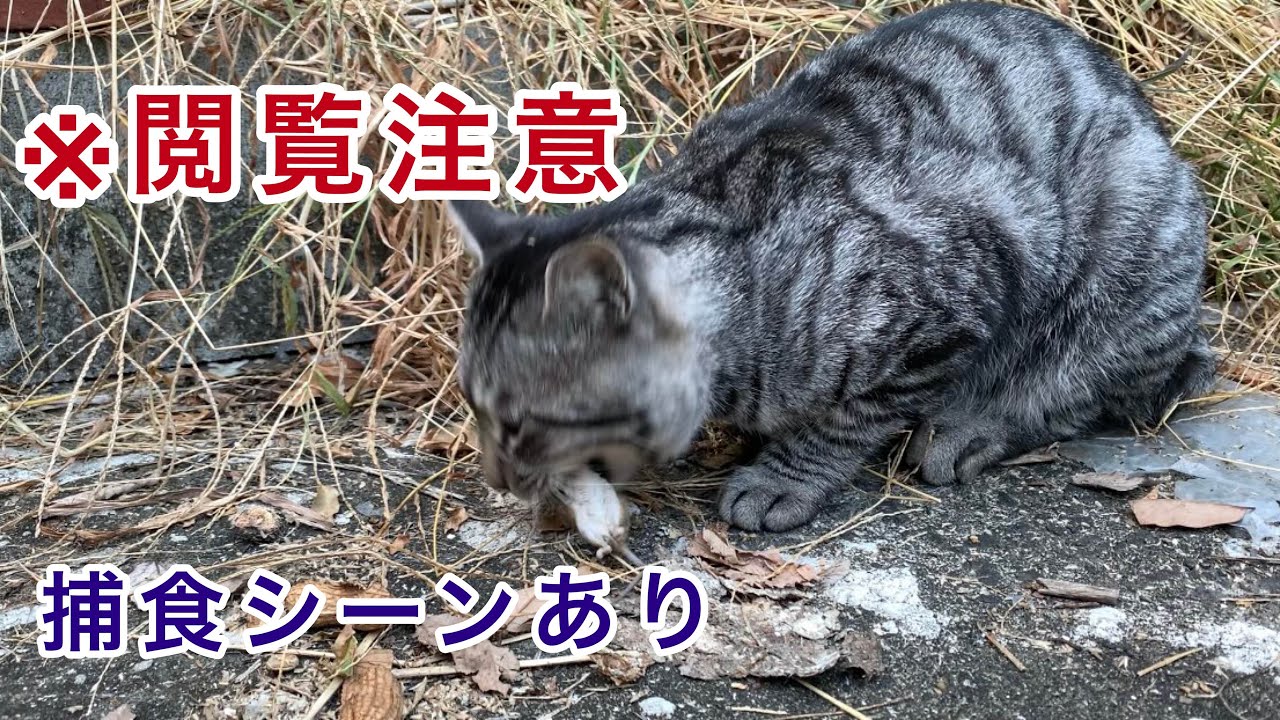 猫が活きの良いネズミを美味しそうに食べました