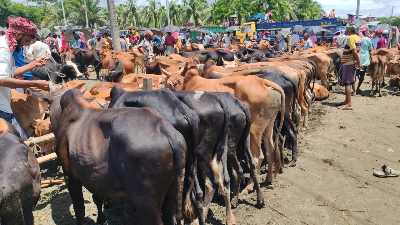 🔴Live Cow Market | World Biggest Cattle Market | gorur haat live sell