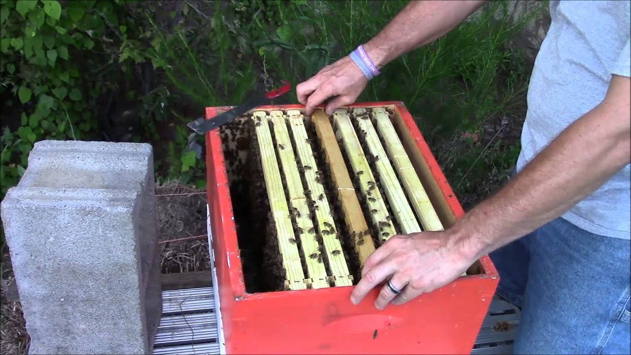 Beekeeper getting stung during hive inspection