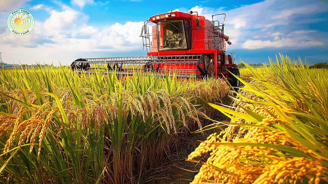 How Farmers Harvest Millions of Tons of Rice | Inside Rice Farming
