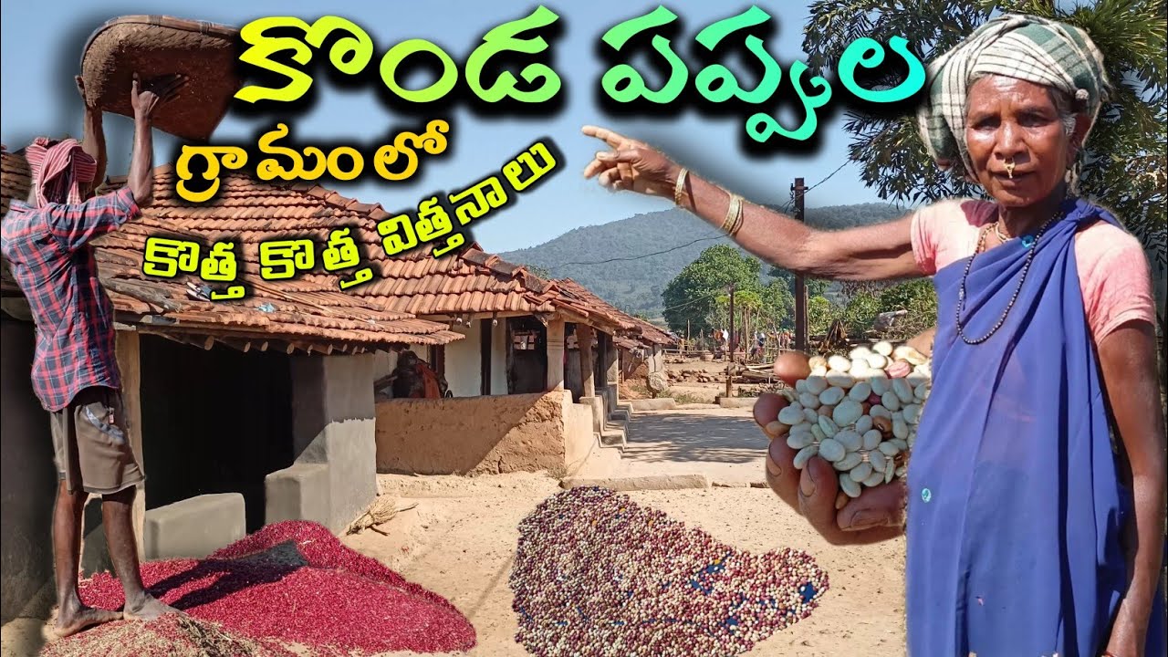 ఆదివాసుల అడవిపప్పులు | Hill dal tribal village|Gangavaram @TribalMirror