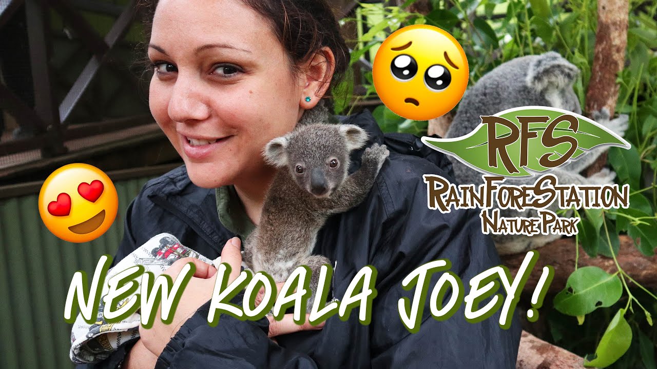 Help Name Our Koala Joey! | Adorable Koala | Rainforestation Nature Park | Kuranda | Australia