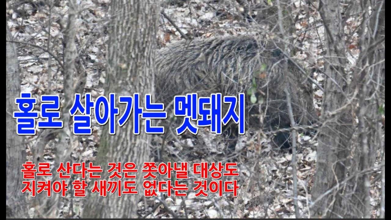 홀로 살아가는 늙은 멧돼지