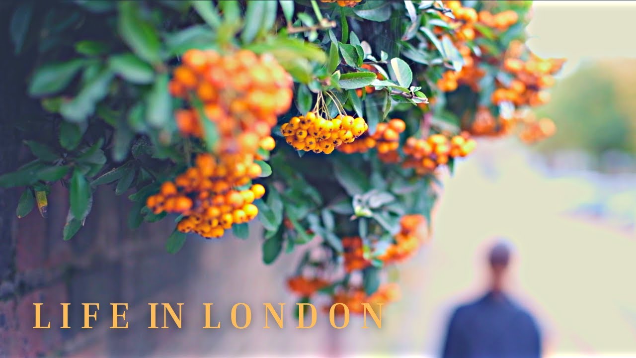 秋のリッチモンドパークをお散歩🍂イギリスの植物屋さんとおしゃれなセレクトショップへ｜Walking Richmond park in Autumn