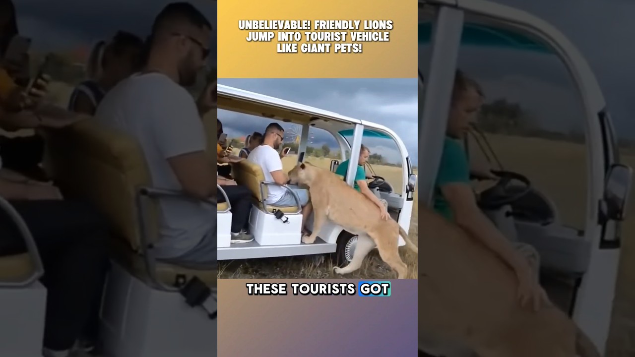 Tourists Shocked as Friendly Lions Hop Into Their Vehicle Like Giant Pets! #lion #wildlife