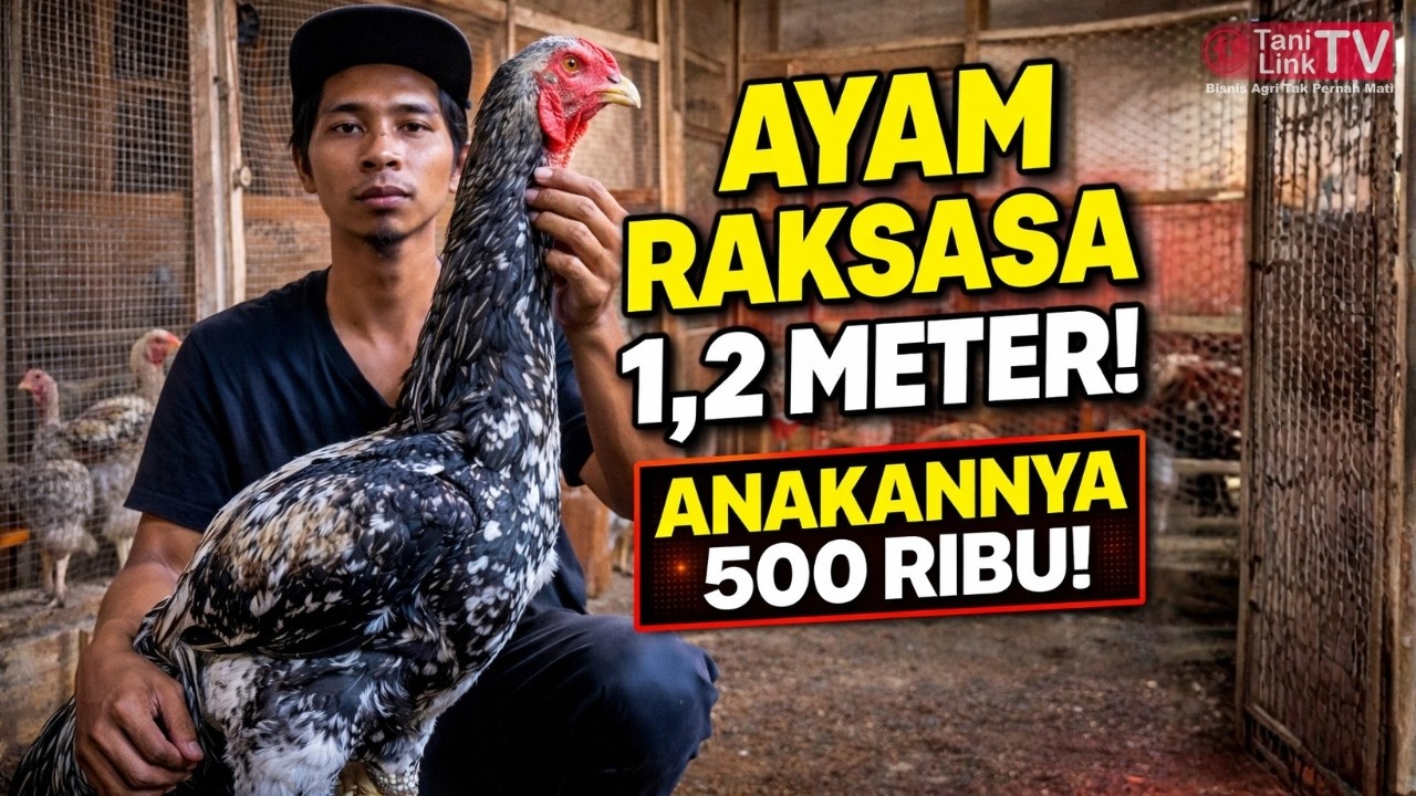 Ayam Raksasa 1,2 Meter! Peternak Muda Sukses Ternak Indio Gigante, Anakan 500 Ribu/Ekor.