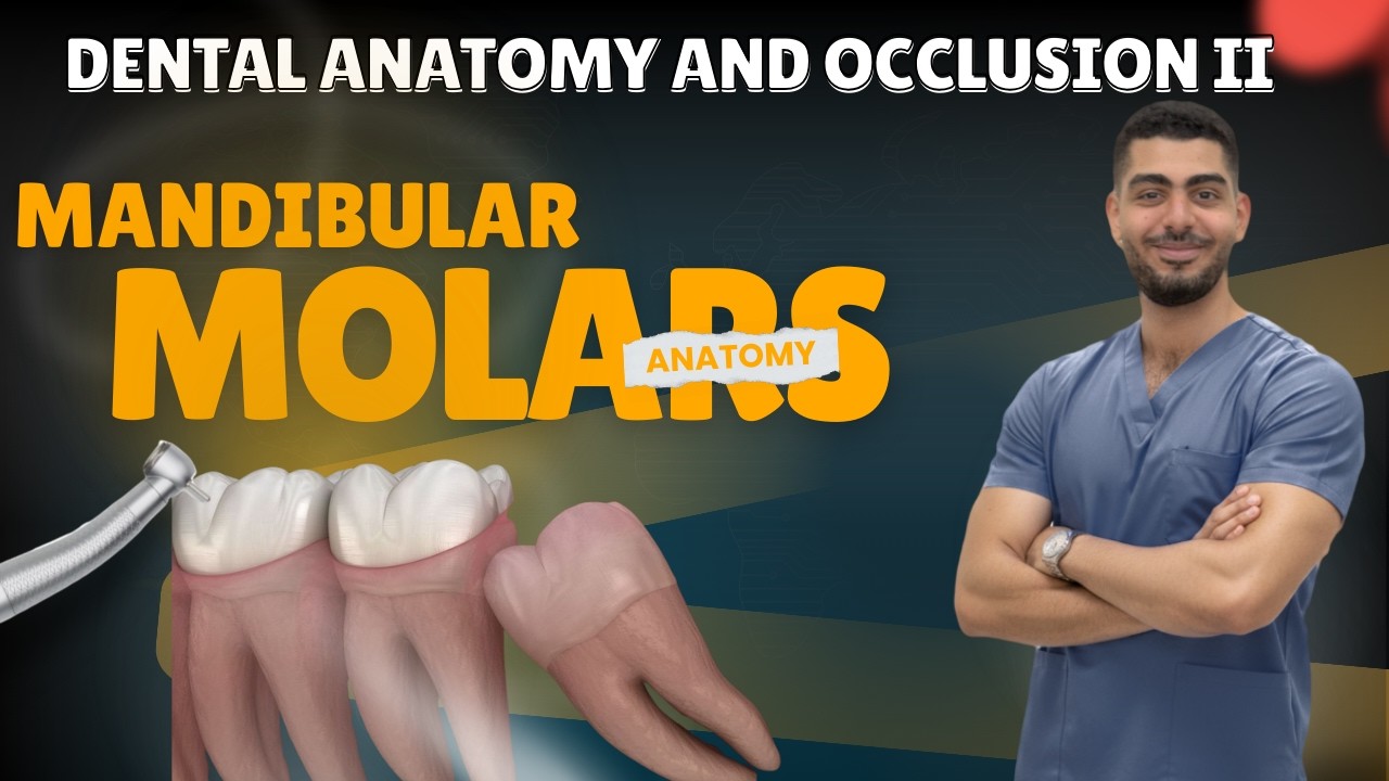 Dental Anatomy and Occlusion II | 🦷Mandibular Molars 🦷شرح دينتال اناتومى الور مولرز