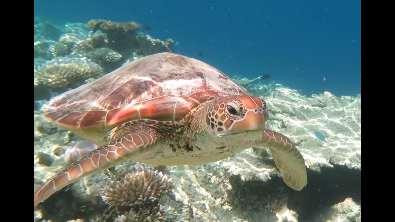 ATHURUGA RECIF MALDIVES AVRIL 2015
