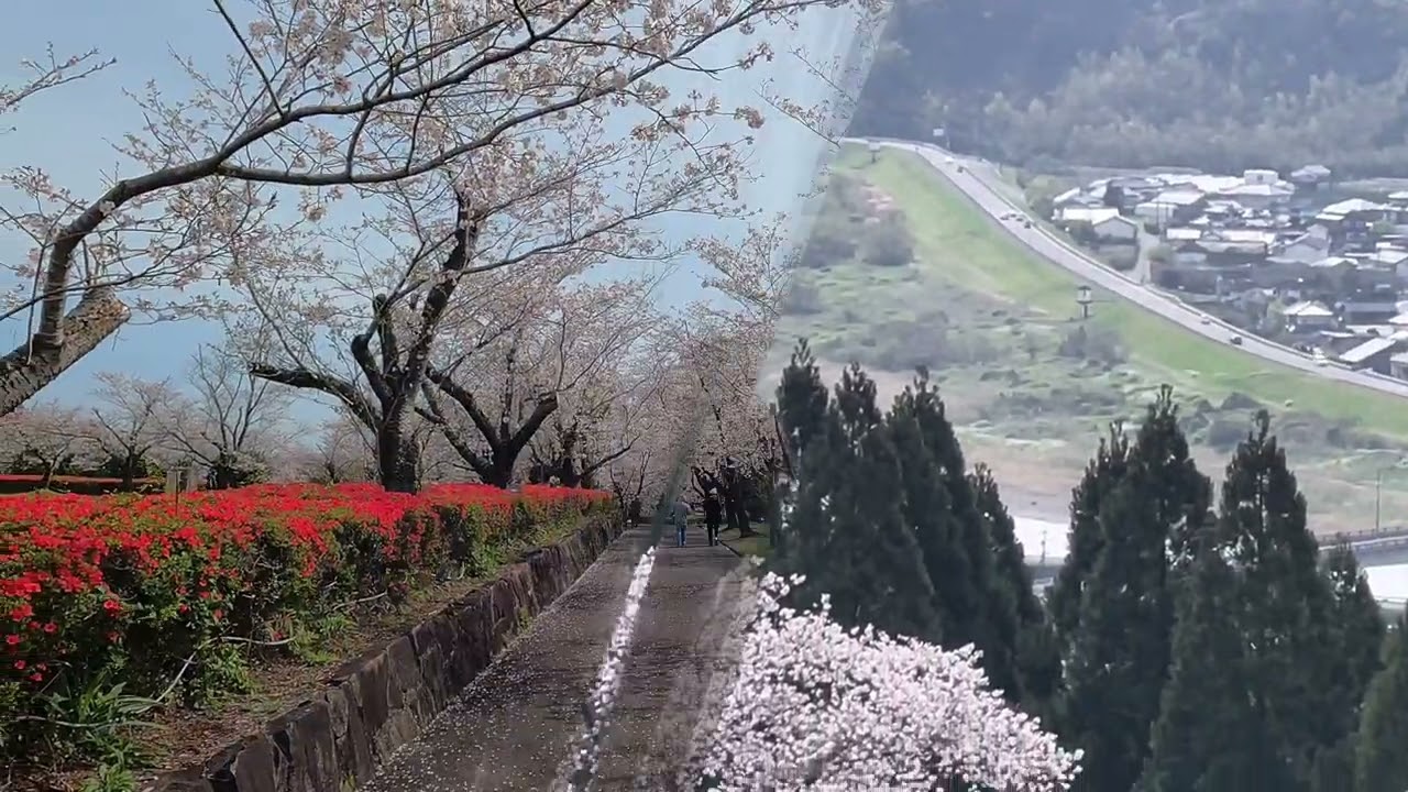 20240331 AmagaJyo castle.TAKAOKA,MIYAZAKI city 天ヶ城公園 桜、桜まつり、天守閣、