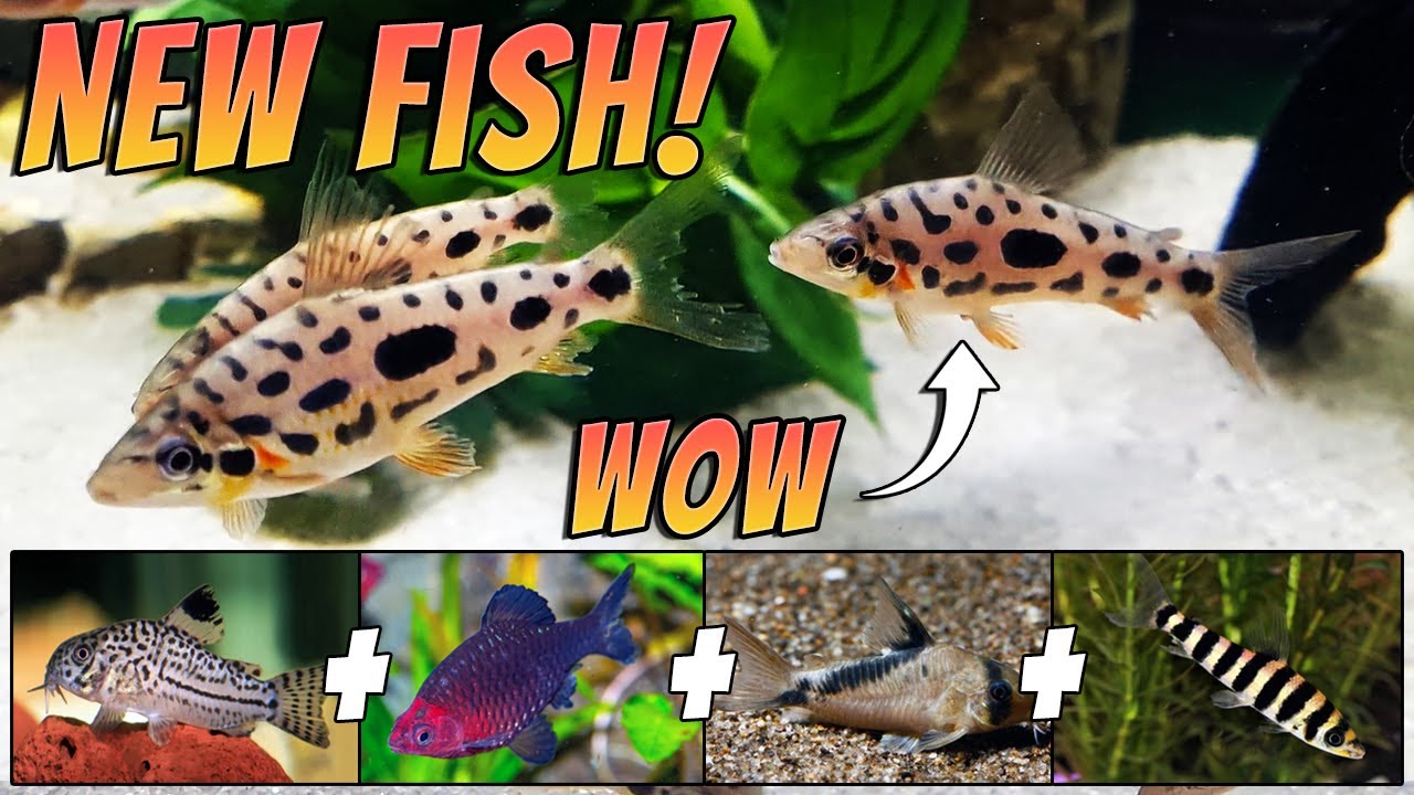 New Fish in the Fish Room - Rare Leporinus - Corydoras - Barbs - The Trop Co Fish Unboxing