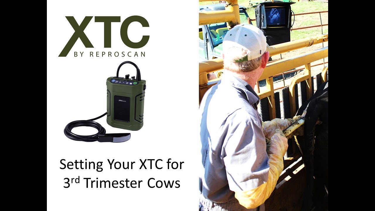 Tips for Setting Your XTC for 3rd Trimester Pregnancy Testing Beef Cows