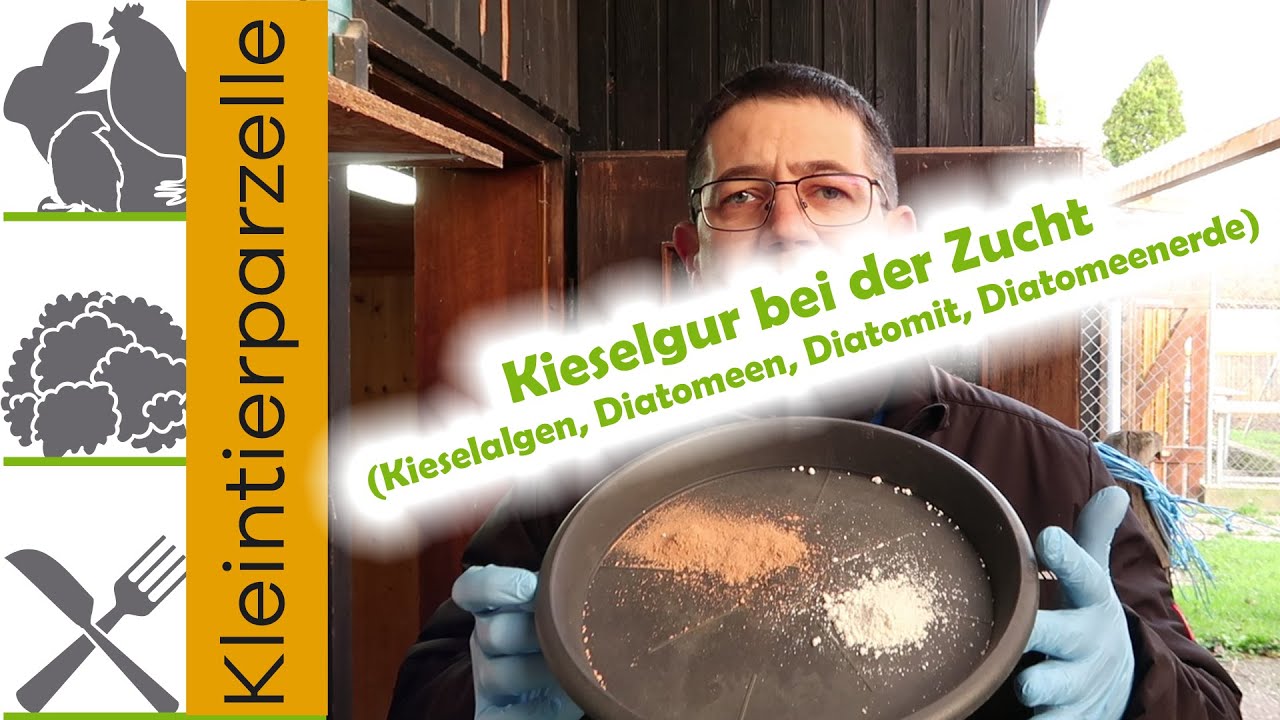 Kieselgur bei der Zucht ausbringen | Kieselgurfarben die Vorteile und Nachteile | Flamingo-Wachteln