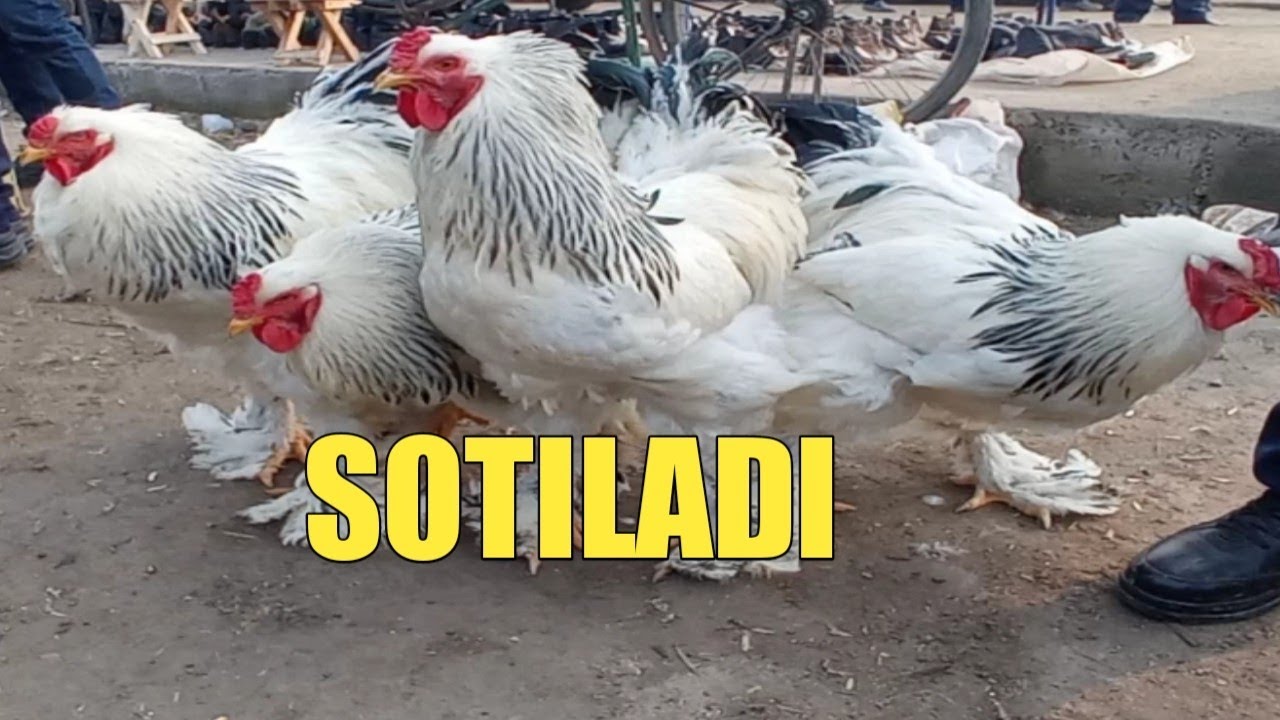 BRAMA TOVUQ NARXLARI