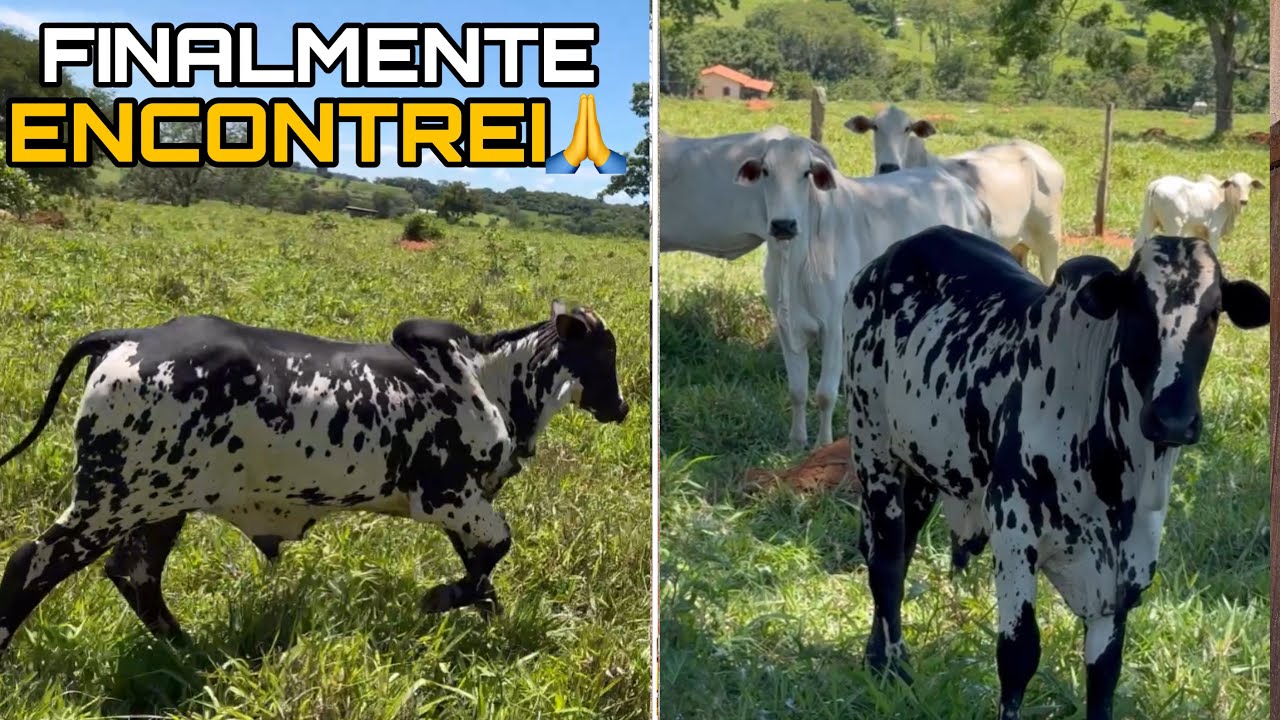 O BOI SUMIU NO MATO E FOMOS ATRÁS- VEJA ONDE ELE ESTAVA!
