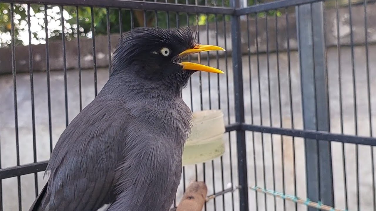MAsteran dan pancingan Burung Jalak Malas Bunyi Wajib KAsi Suuara jalak kebo Eps 824