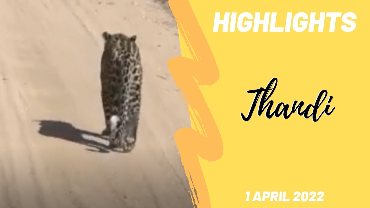 The last sighting of Thandi on the show 1st April 2022
