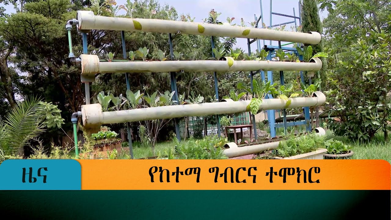 የከተማ ግብርና ተሞክሮ