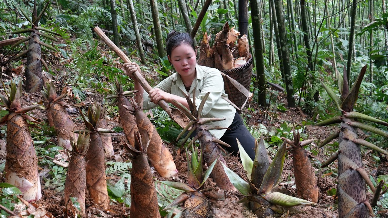 How to Find and Harvest Early-Season Bamboo Shoots to Sell at the Market - Enjoy a Delicious Evening