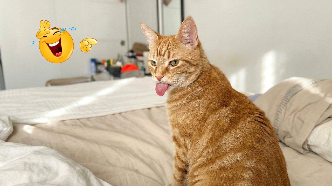 You Won’t Stop Laughing 😹 Funny Cat Videos 2026