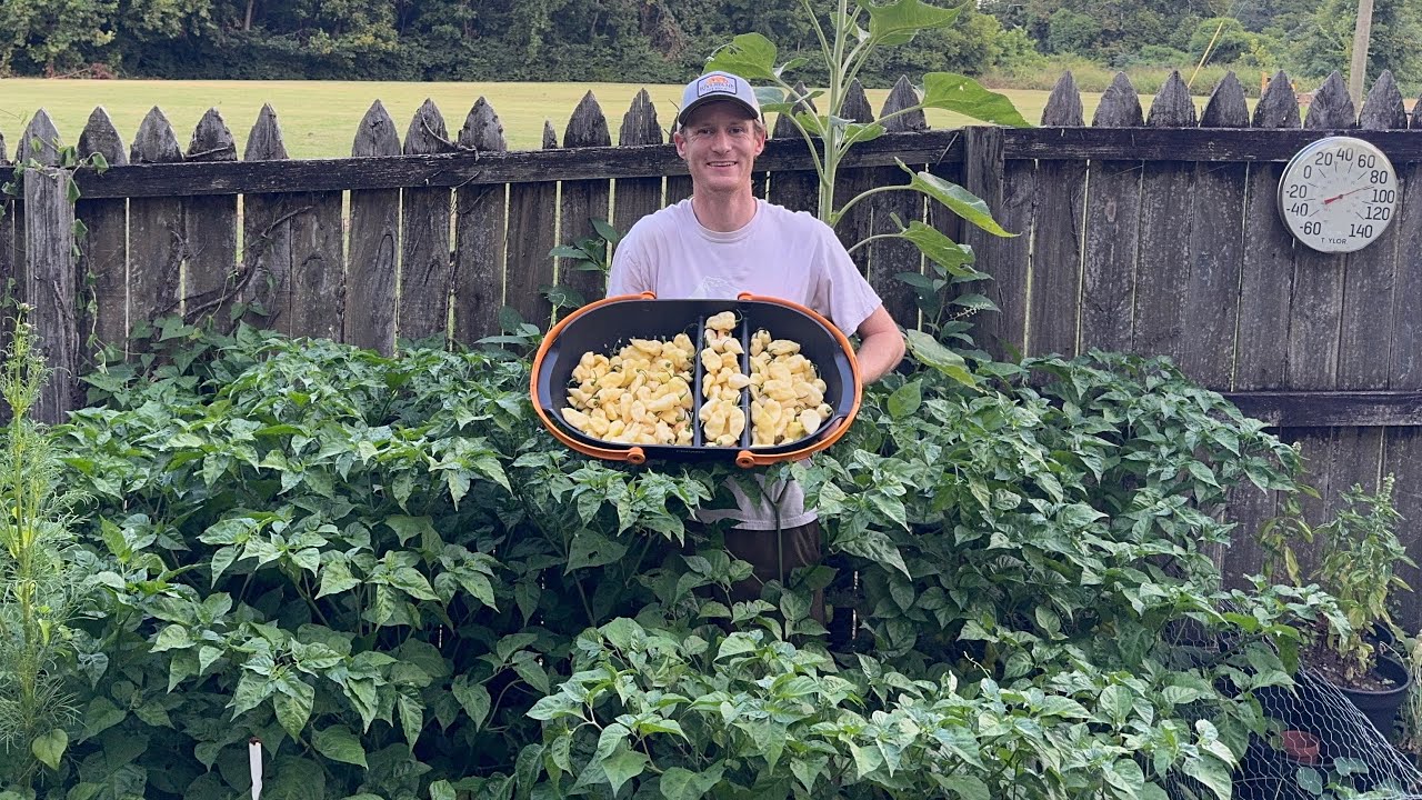 A Big Harvest of My Favorite Pepper!