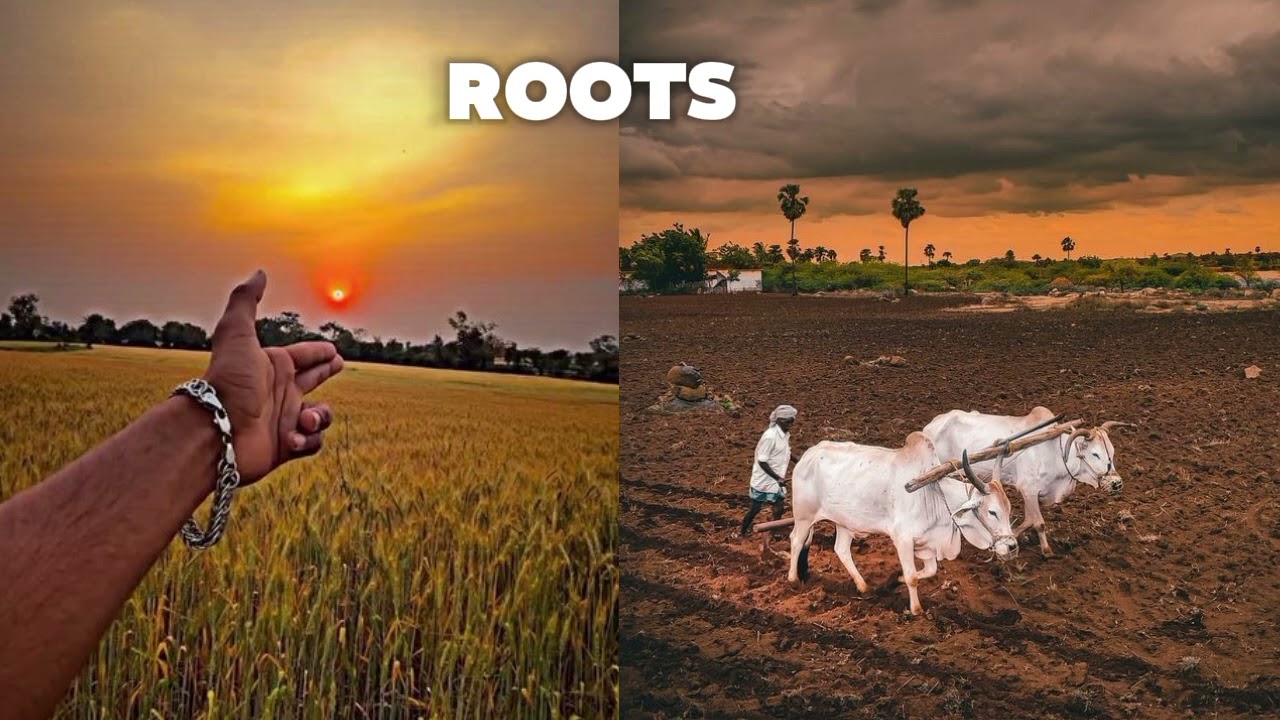 जड़ें बिंटू पाबरा (धीमी + प्रतिध्वनि)(sumit___888)