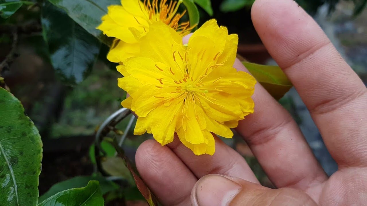 Mai Đại Lộc, D&ograve;ng Mai Đọt Đỏ Q&uacute;y Hiếm | Vườn Mai Ho&agrave;ng Long