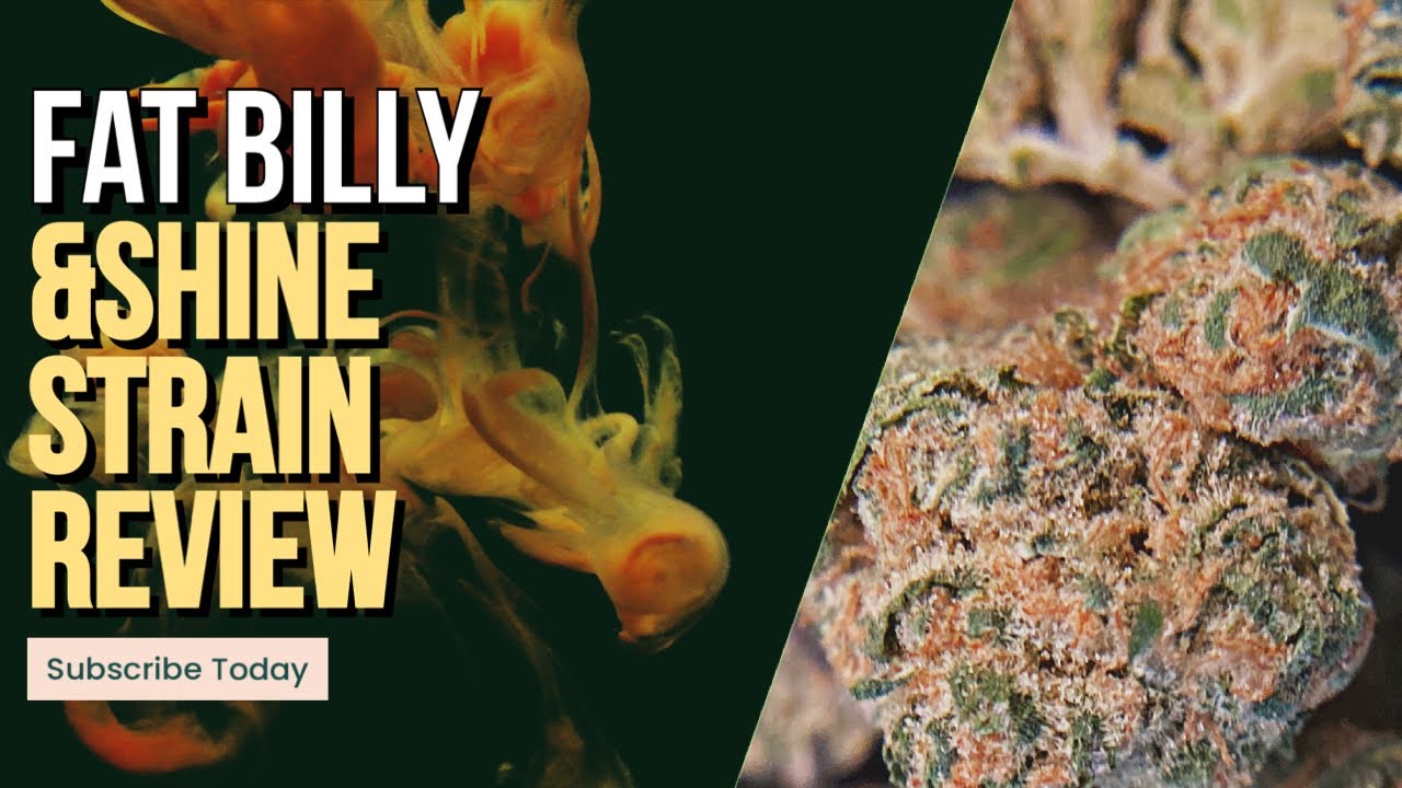 Fat Billy &Shine Strain Review