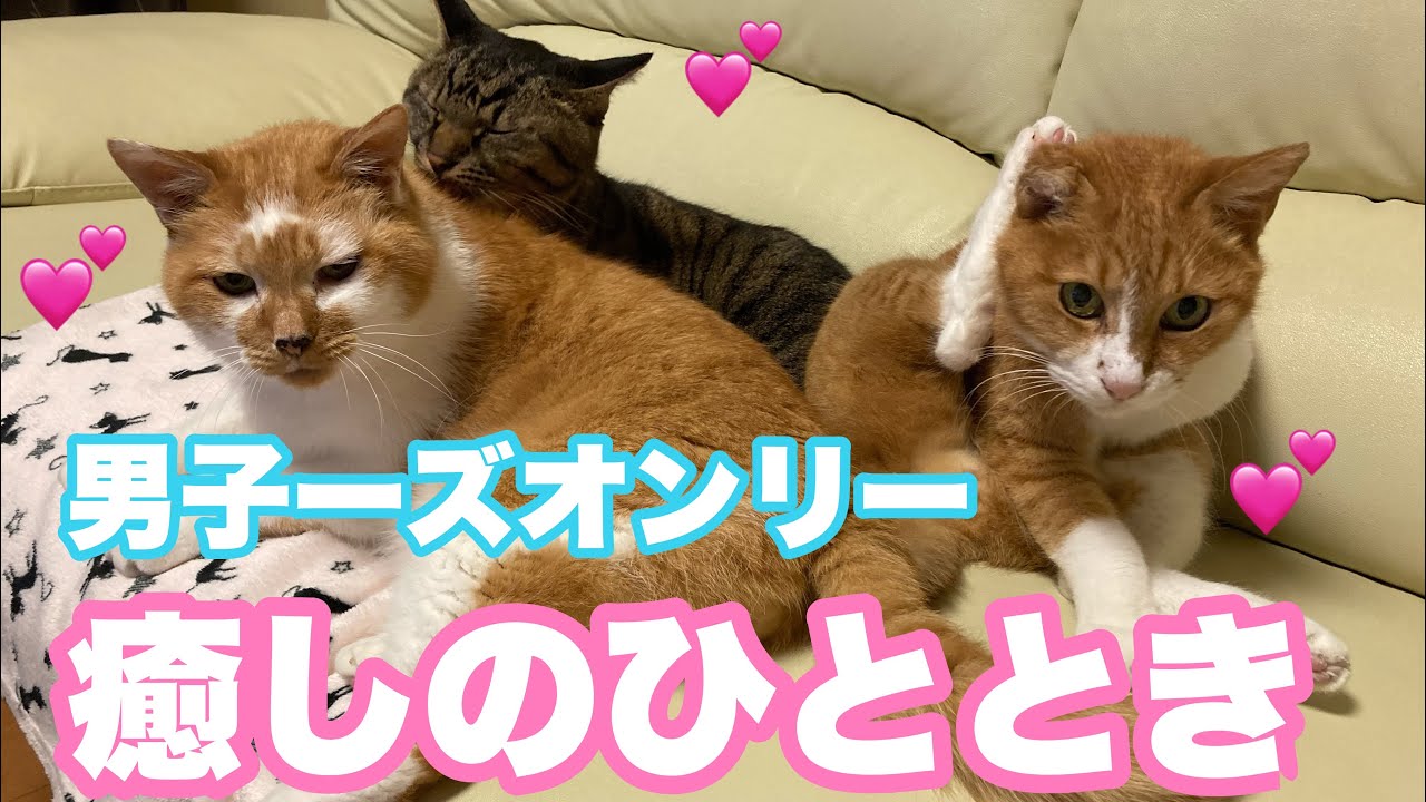 【女子禁制】男子ーズオンリー💕癒しのひととき💕「両手のない猫」チビタと愉快な仲間たち