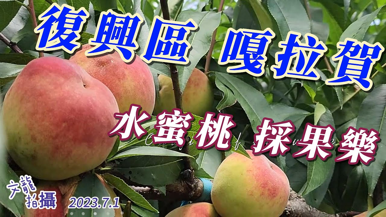 水蜜桃採果樂 復興區嘎拉賀 2023年7月1日