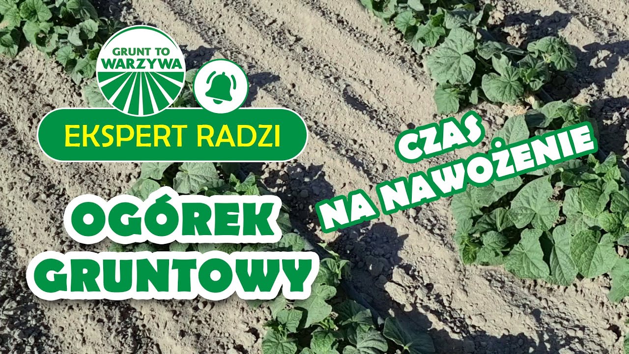 Ogórek gruntowy traci kolor. Czas na nawożenie - Ekspert radzi