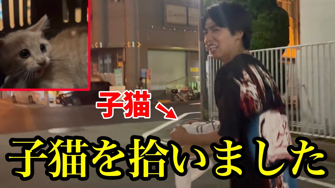 子猫を保護しました。たすけてください。