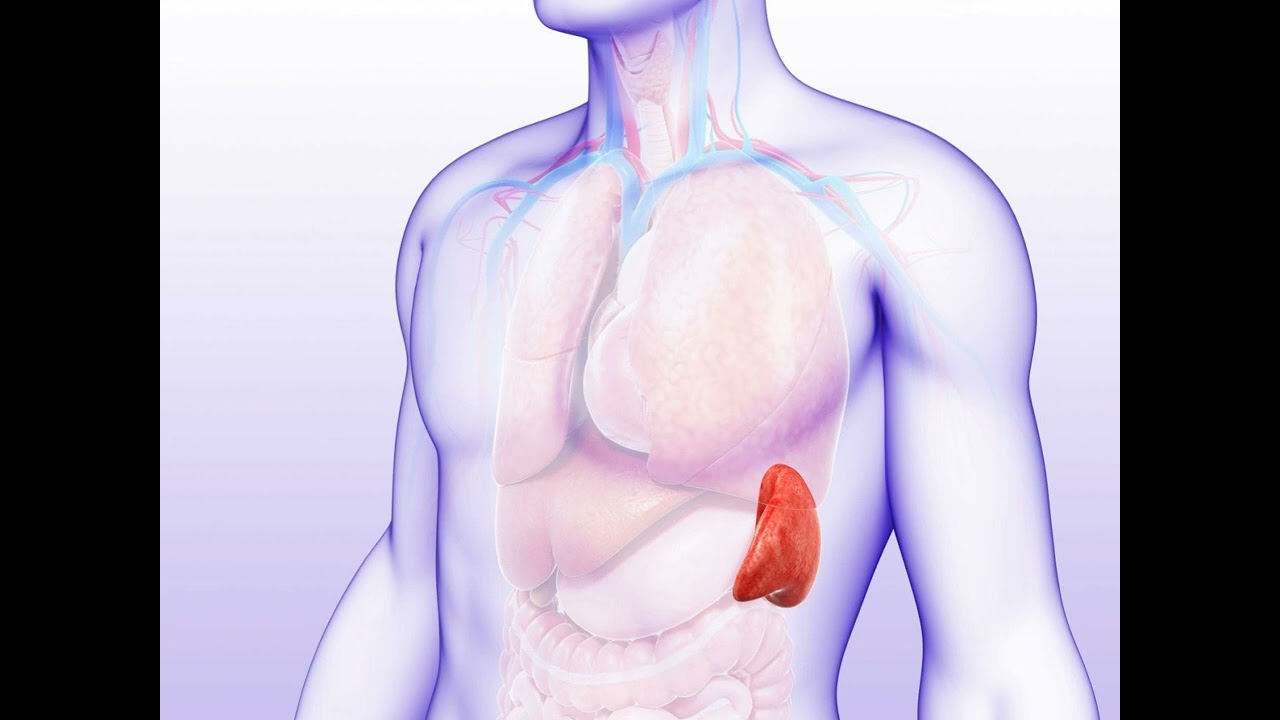 Celiac Disease and Your Spleen EP029