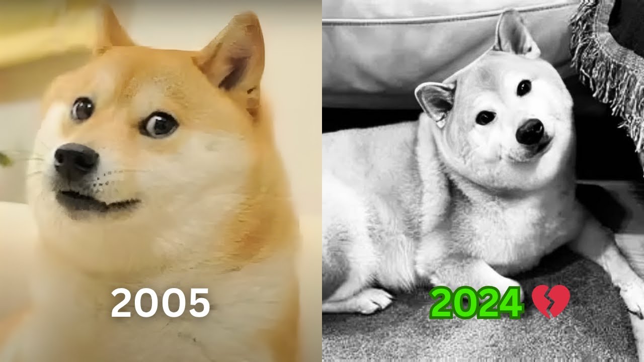 Iconic Dog and Cat Meme Legends Who Passed Away 💔