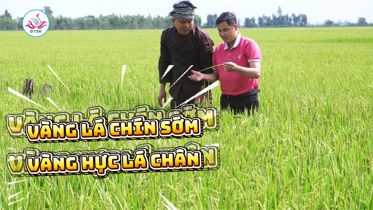 Giải pháp quản lý Vàng lá trên lúa giai đoạn trổ đến chín #dongthapsenhong #vangla #gap3