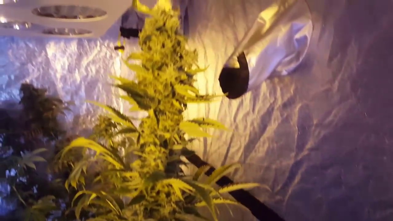 DuoLux 600 LED in a 4x4 Grow Tent - EP. 15 - Houdini and Ninja Rift Harvest